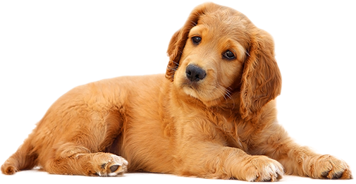 beauty-dog
