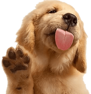 dog-puppy